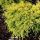 Juniperus x media 'Saybrook Gold'