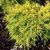 Juniperus x media 'Saybrook Gold'