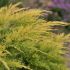 Juniperus x media 'Saybrook Gold'