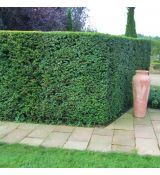 Taxus baccata
