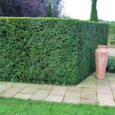 Taxus baccata
