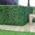 Taxus baccata