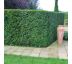 Taxus baccata 9x9 / 0,5L
