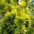 Taxus baccata ´Fastigiata Aurea´