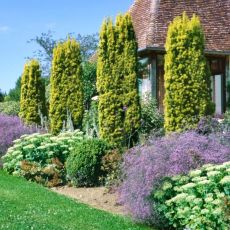 Taxus baccata ´Fastigiata Aurea´