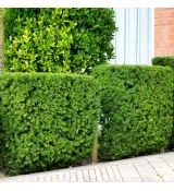 Taxus x media ´Hicksii´