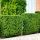 Taxus x media ´Hicksii´
