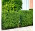 Taxus x media ´Hicksii´ 9x9 / 0,5L