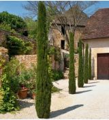 Cupressus sempervirens ´Pyramidalis´