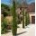 Cupressus sempervirens ´Pyramidalis´