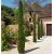 Cupressus sempervirens ´Pyramidalis´
