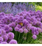 Allium ´Millenium´