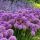 Allium ´Millenium´