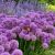 Allium ´Millenium´