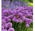 Allium ´Millenium´ Ø13cm