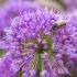 Allium ´Millenium´