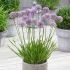 Allium ´Millenium´
