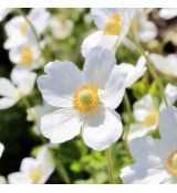 Anemone ´Sylvestris´