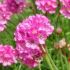 Armeria maritima ´Rose´