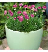 Armeria maritima ´Rose´