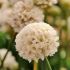 Armeria maritima 'White'