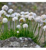 Armeria maritima 'White'
