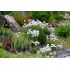 Armeria maritima 'White'