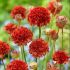 Armeria pseudarmeria 'Ballerina Red'