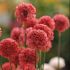Armeria pseudarmeria 'Ballerina Red'