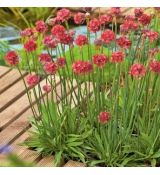 Armeria pseudarmeria 'Ballerina Red'