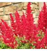 Astilbe x arendsii ´Astary Red´