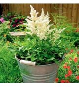 Astilbe x arendsii ´Astary White ´