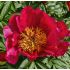 Paeonia lactiflora ´Flame´