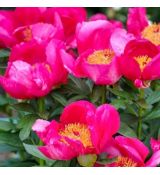 Paeonia lactiflora ´Flame´
