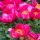 Paeonia lactiflora ´Flame´