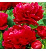 Paeonia lactiflora ´Henry Bockstoce´