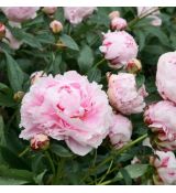 Paeonia lactiflora ´Sarah Bernhardt´