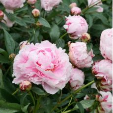 Paeonia lactiflora ´Sarah Bernhardt´