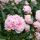 Paeonia lactiflora ´Sarah Bernhardt´