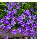 Campanula portenschlagiana 'Clockwise Compact Deep Blue'