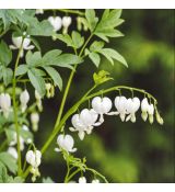 Dicentra spectabilis ´Alba´