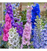 Delphinium Fantasy Mix