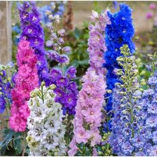 Delphinium Fantasy Mix