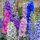 Delphinium Fantasy Mix