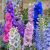 Delphinium Fantasy Mix