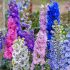 Delphinium Fantasy Mix