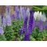 Delphinium Fantasy Mix