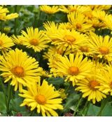 Doronicum orientade ´Little Leo´
