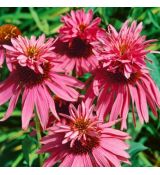Echinacea purp. 'Doppeldecker'