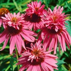 Echinacea purp. 'Doppeldecker'